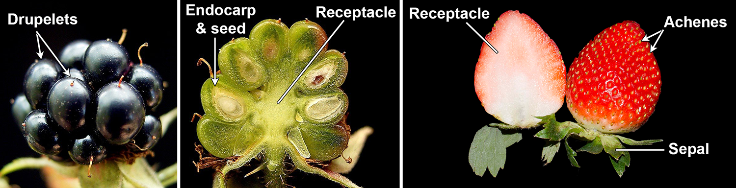 3-Panel figure. Panel 1: Mature blackberry fruit showing fruitlets. Panel 2: Longitudinal section of blackberry fruit. Panel 3: longitudinal section of a strawberry next to a whole strawberry.