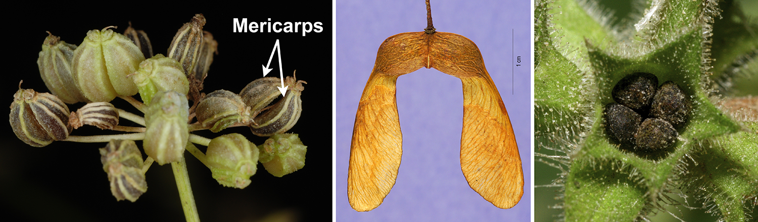 Schizocarps, left to right: Schizocarps of poison hemlock with mericarps; schizocarp of maple; schizocarp of hedge woundwort with 4 nutlets.