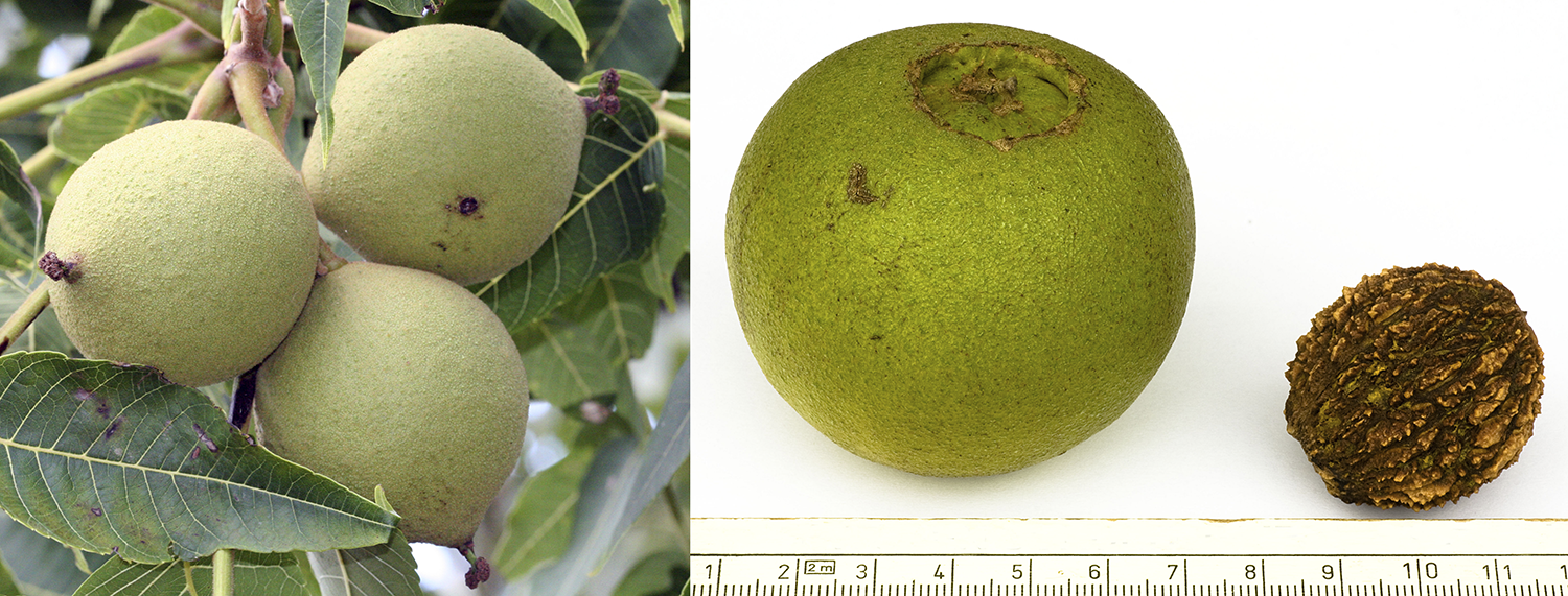 2-Panel Figure of walnuts. Panel 1: Walnuts in husks on a tree. Panel 2: Walnut in green husk next to a walnut with husk removed.