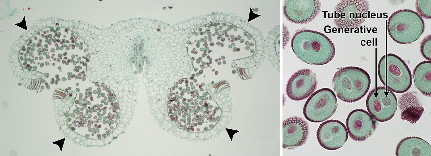 2-Panel image. Left: Dehisced anther with 2-celled pollen grains. Right: Detail of 2-celled pollen grains showing tube nucleus and generative cell.