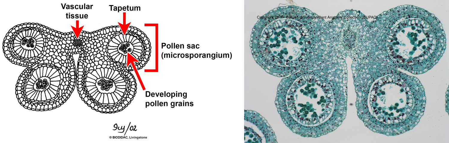 2-panel figure showing transverse sections of anthers. Panel 1: Labelled drawing; Panel 2: Photograph of microscope slide.