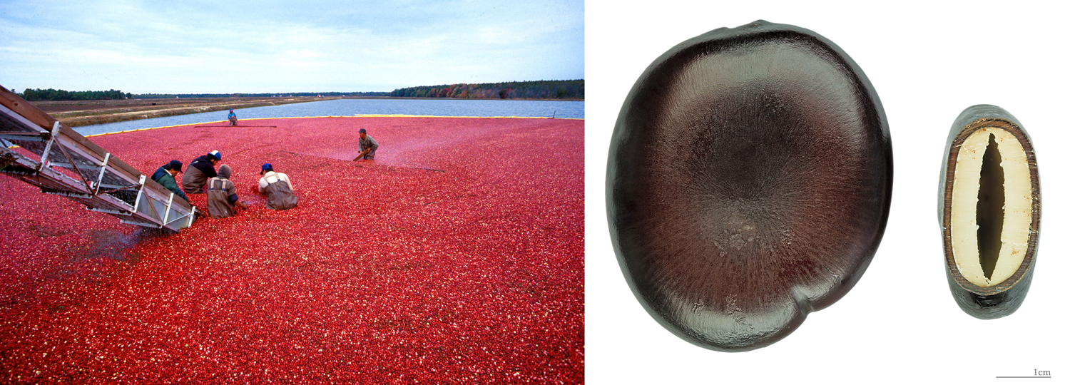 2-Panel figure showing buoyant fruits and seeds. Panel 1: Workers harvesting floating cranberry fruits. Panel 2: Box bean seeds.