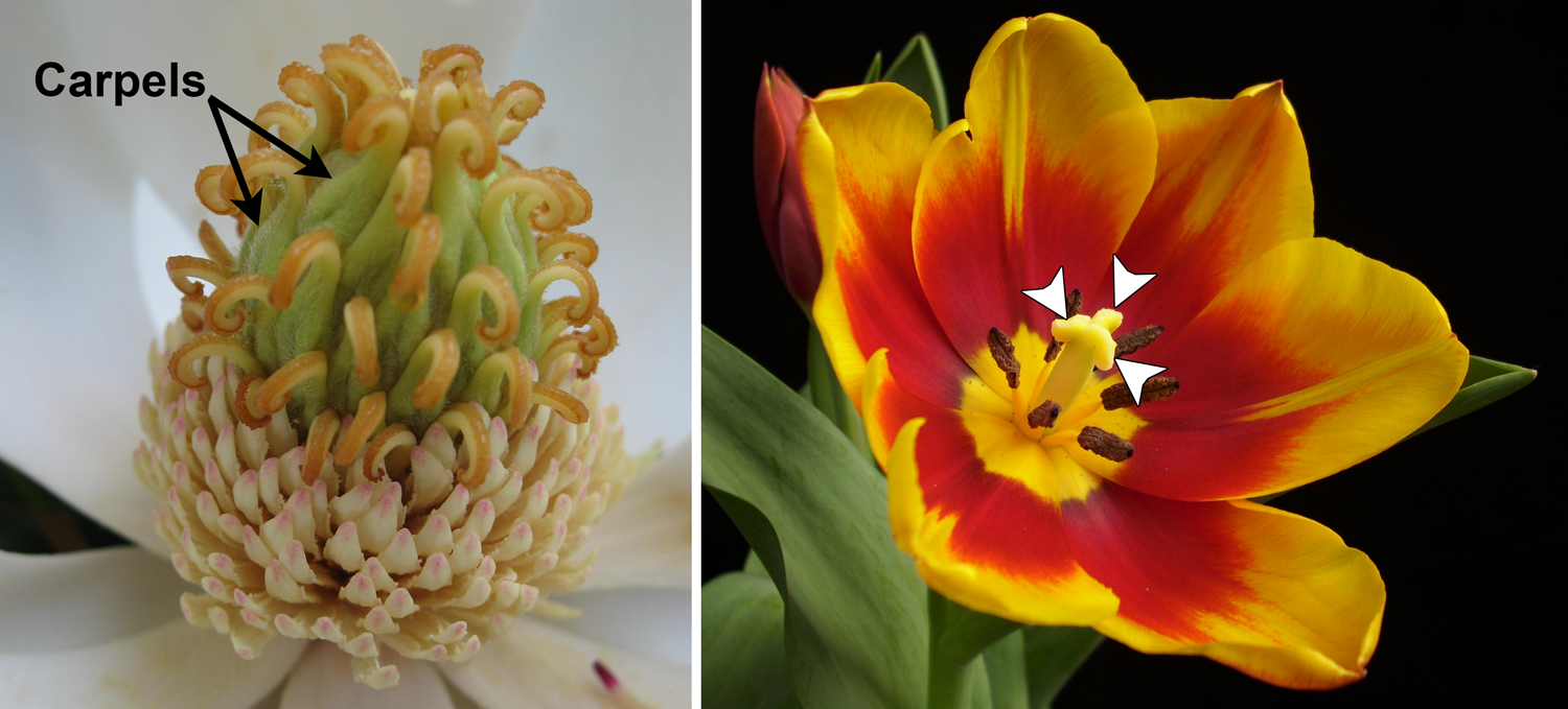 2-Panel figure. Panel 1: Center of Magnolia flower showing many separate carpels. Panel 2: Tulip flower with a pistil of three carpels as indicated by a 3-lobed stigma.