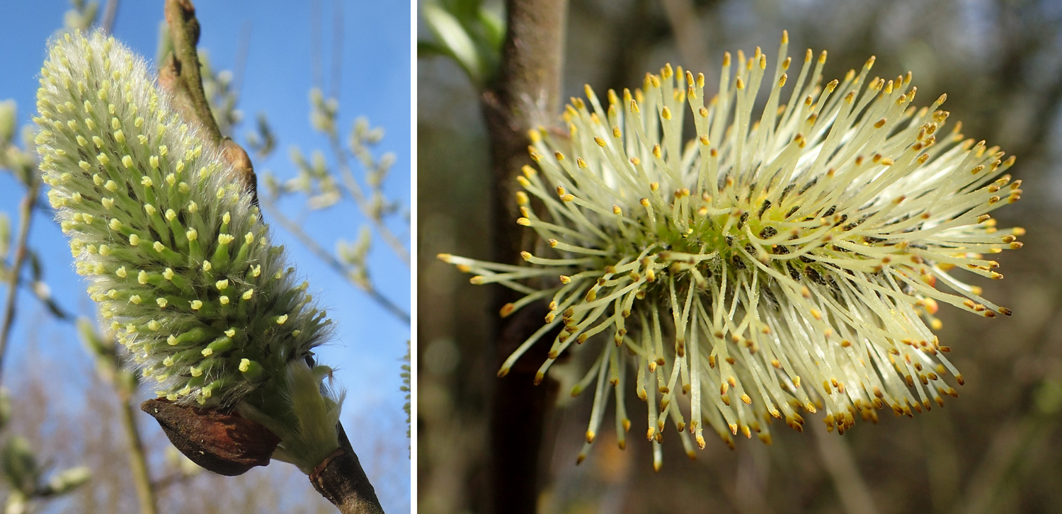 2-Panel figure of gray willow inflorescences. Panel 1: Carpellate flowers. Panel 2: Staminate flowers.
