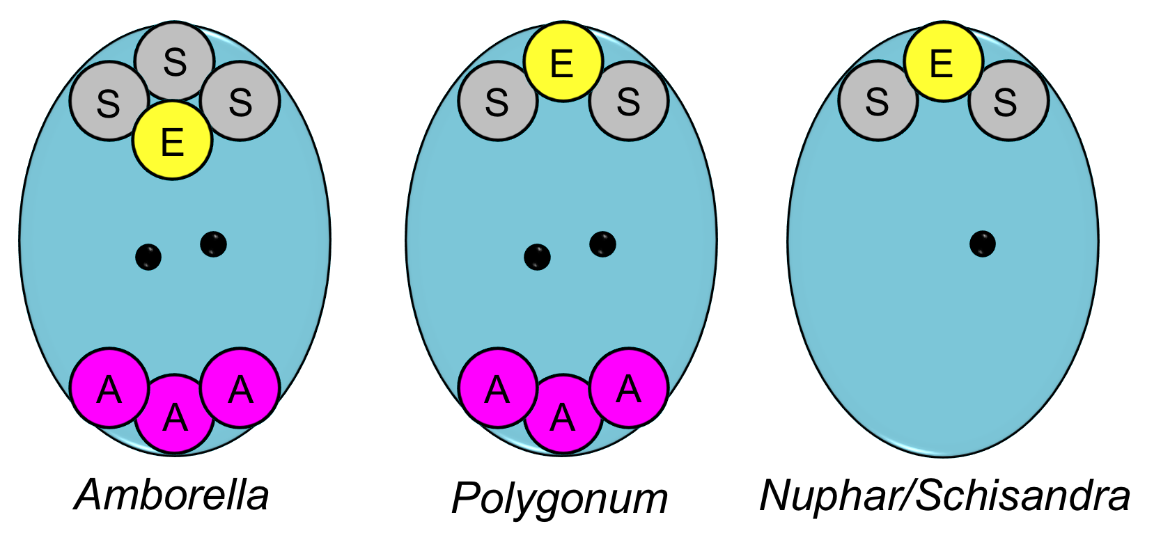 Comparison of embryo sac organization, left to right: Amborella-type, Polygonum-type, and Nuphar/Schisandra-type
