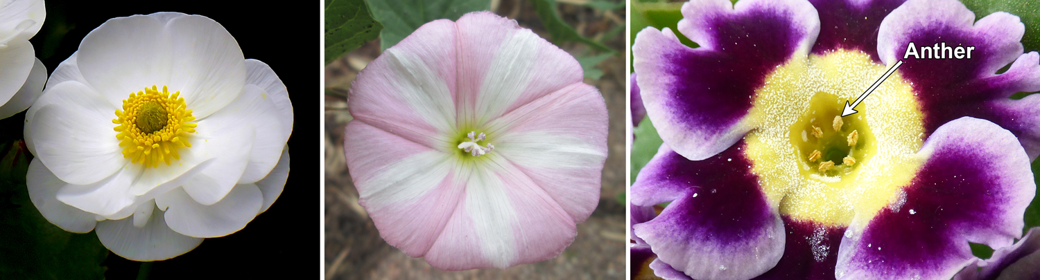 3-Panel figure, each panel showing one flower. Panel 1: Mount Cook buttercup showing free and distinct parts; Panel 2: Field bindweed with connate petals. Panel 3: Primrose with stamens adnate to corolla.