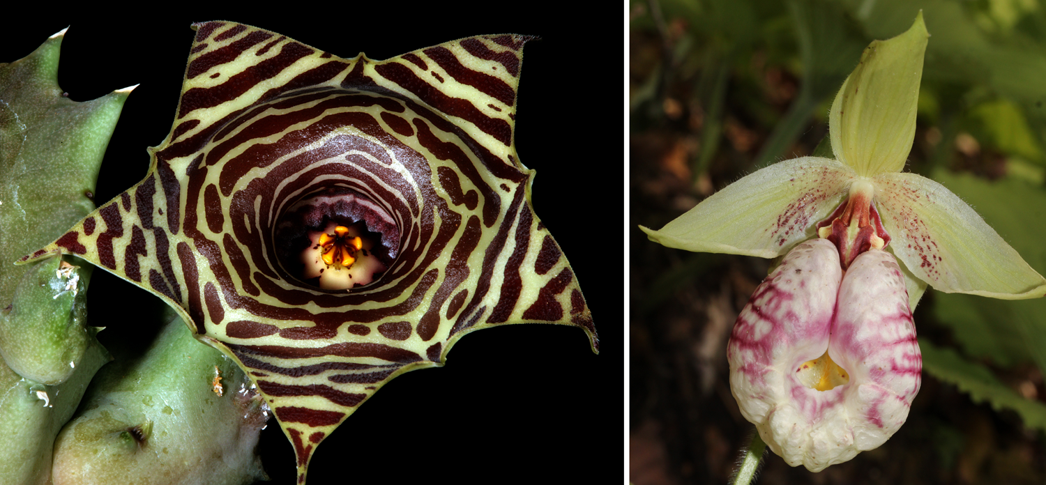 2-Panel figure. Panel 1: Flower with radial symmetry. Panel 2: Flower with bilateral symmetry.