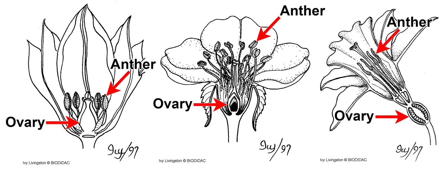 Diagrams of flowers with ovaries and anthers labelled.