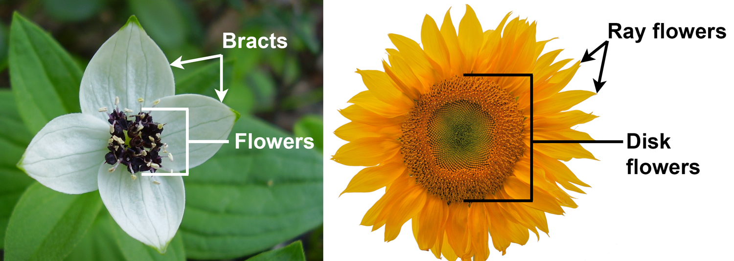 2-Panel figure showing inflorescences that look like flowers: Panel 1: Bunchberry. Panel 2: Sunflower. 