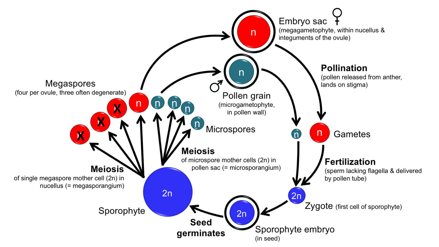 Diagram showing the steps in the angiosperm life cycle