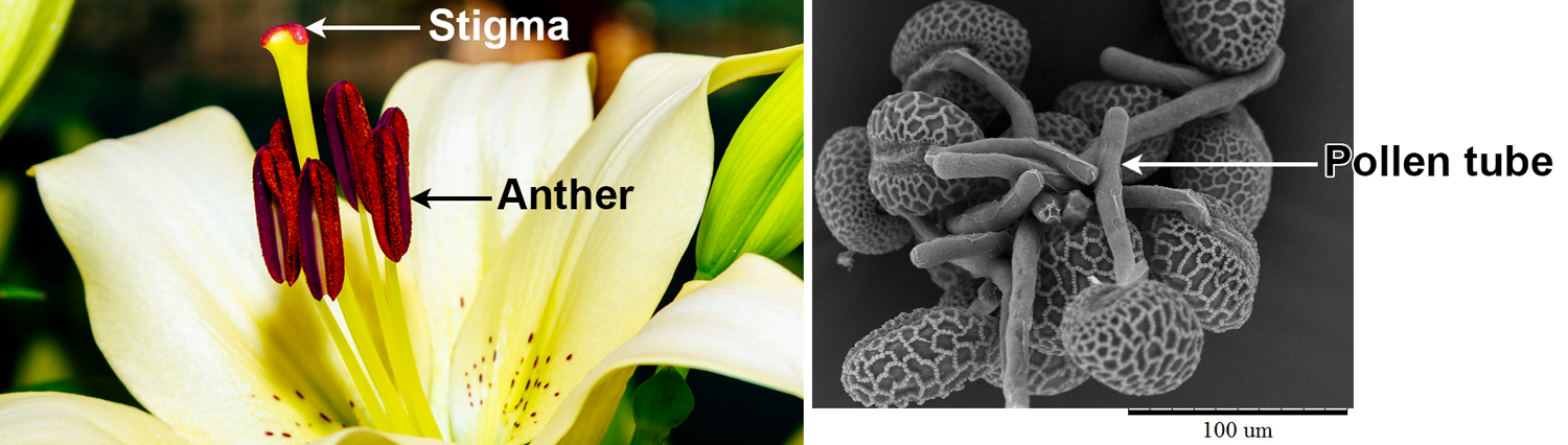 2-panel image. Panel 1 is a close-up of a lily flower. Panel 2 shows germinated lily pollen grains with pollen tubes.