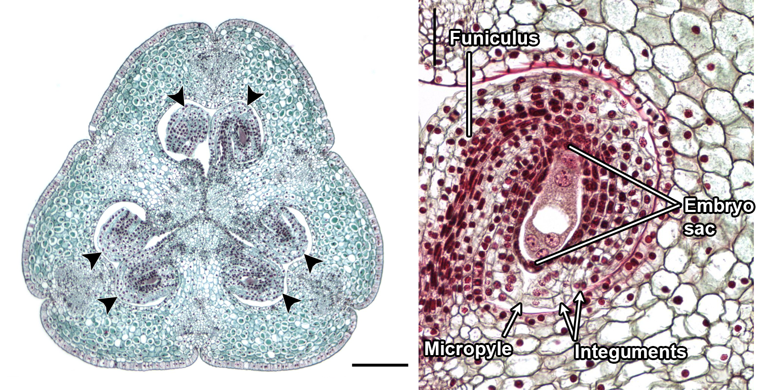 Lily ovules, from left to right: Cross section of ovary with six ovules, longitudinal section of ovule with embryo sac.