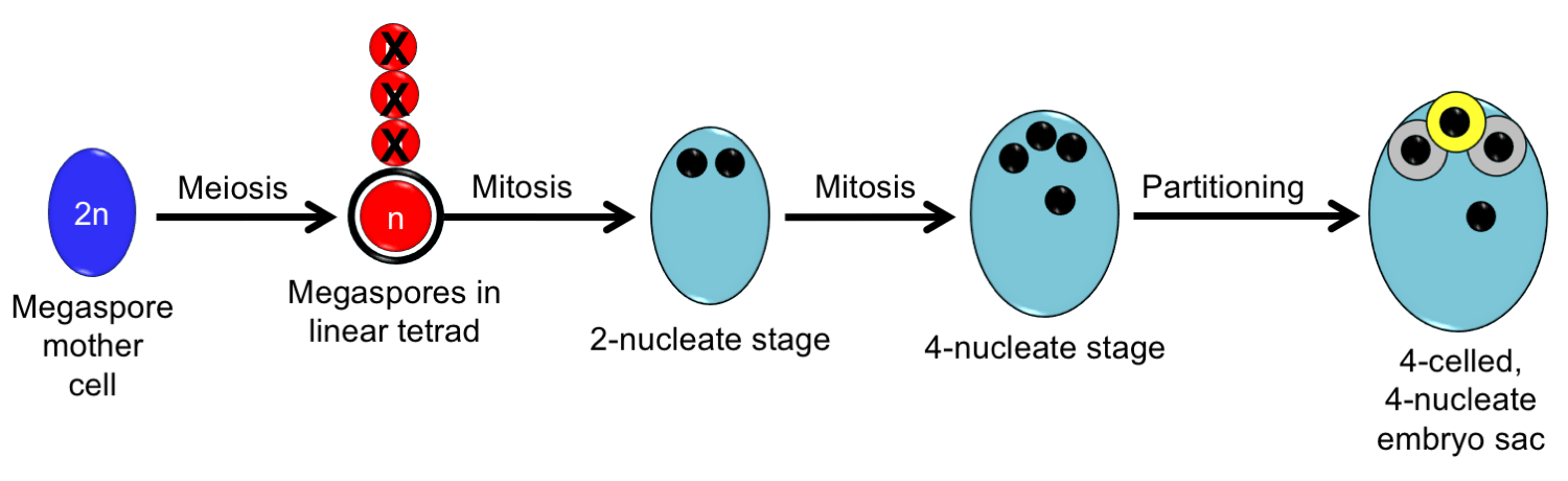 Diagram depicting development of the Nuphar/Schisandra-type embryo sac from megaspore mother cell to 4-nucleate, 4-celled stage.