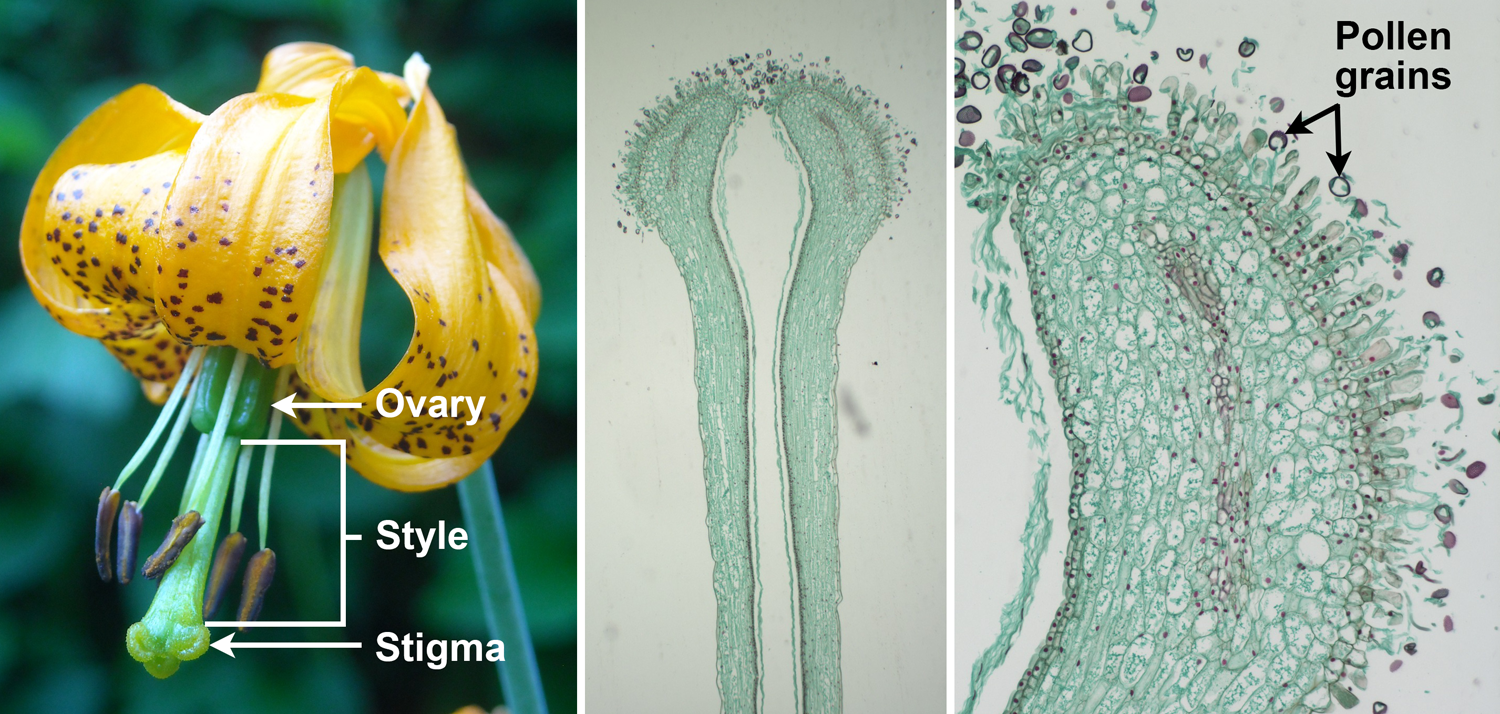 3-Panel figure showing the parts of carpel or pistil. Panel 1: Tiger lily flower with stigma, style, and ovary labelled. Panel 2: Long section of a lily style and stigma. Panel 3: Long section of a stigma upon which pollen grains have landed.