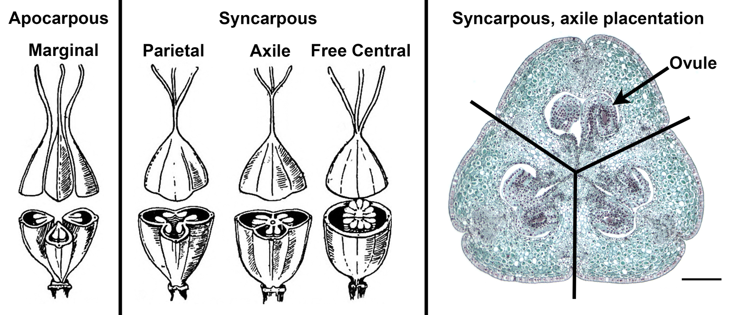 Image with illustrations of carpel fusion (unfused vs. fused carpels) and different types of placentation (arrangement of ovules in the ovary).