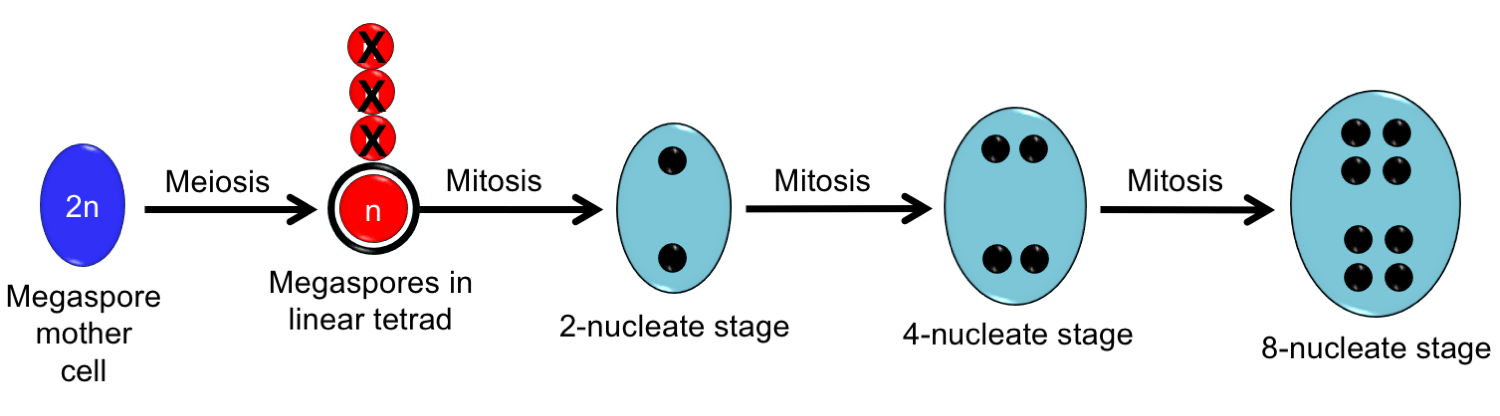 Diagram showing development of the Polygonum-type embryo sac from megaspore mother cell to 8-nucleate stage