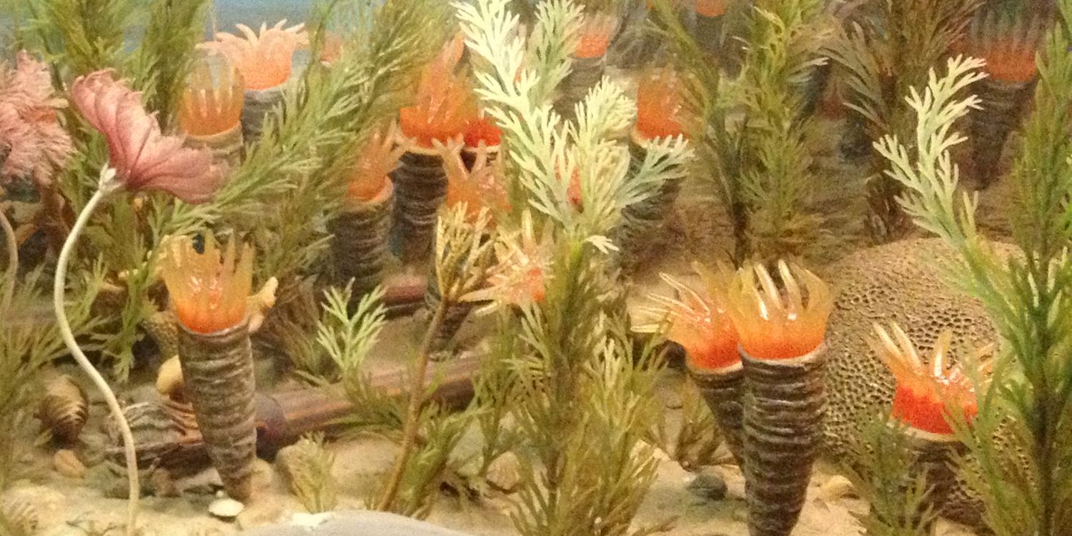 A reconstruction of Ordovician-aged solitary rugose corals on display in a diorama at the American Museum of Natural History in New York City.