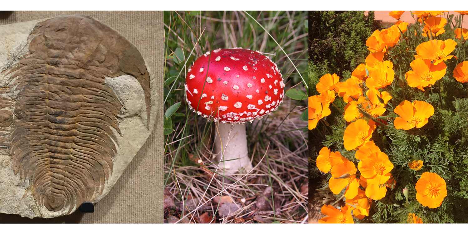 A trilobite (Paradoxides), mushroom (fly agaric, Amanita muscaria), and flower (California poppy, Eschscholzia californica).