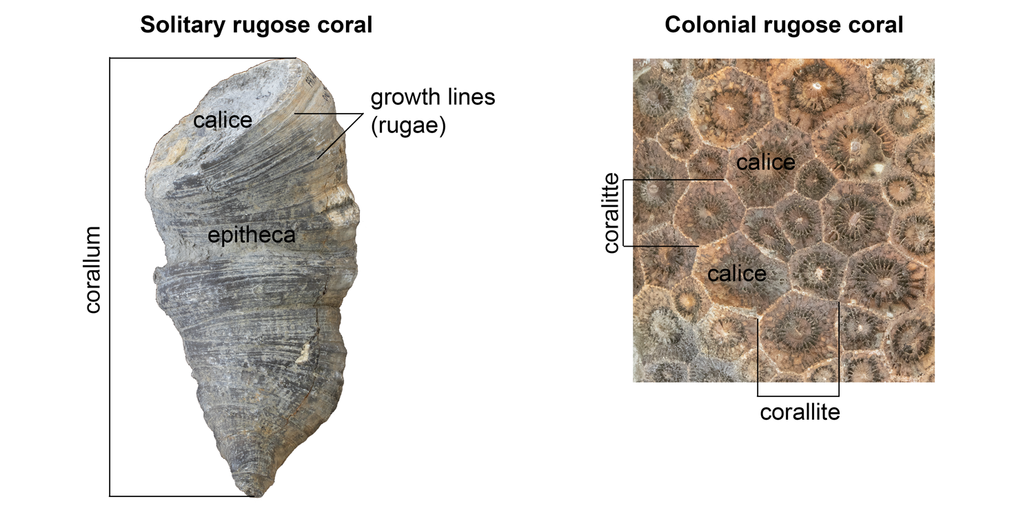 Major features of solitary and colonial rugose corals; labeled features include a corallum, coralittes, epitheca, calices, and growth lines.