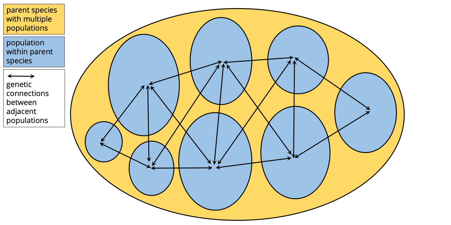 Cartoon showing a wide-ranging species composed of numerous populations of reproducing individuals. Individuals also occasionally mate with members of adjacent populations, establishing genetic connections between populations.