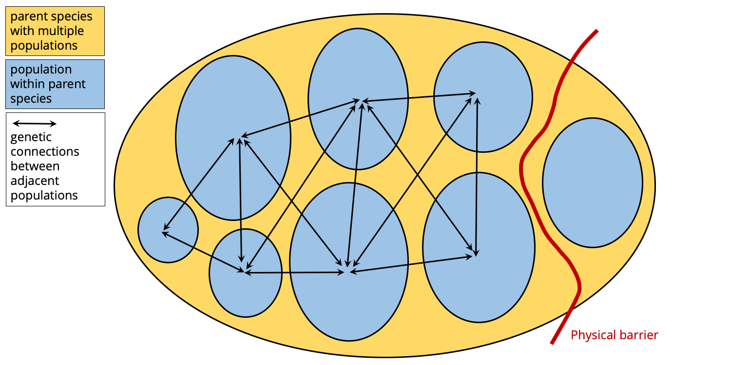 Cartoon shows a physical barrier forms, genetically isolating one population from its parent species.