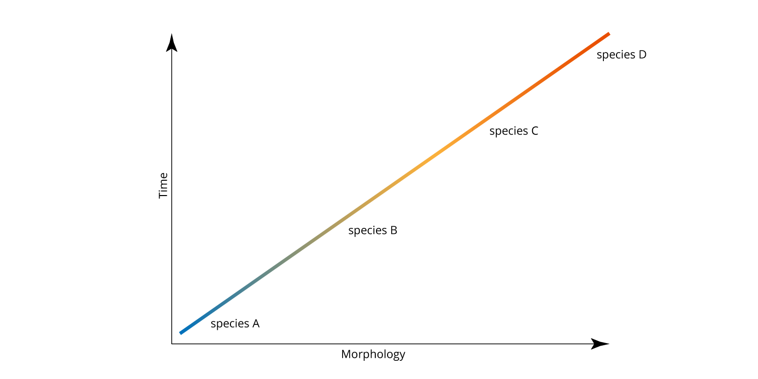 A hypothetical example of anagenesis. Evolutionary change is continuous and ancestral and descendant species are connected by every intermediate form in between.