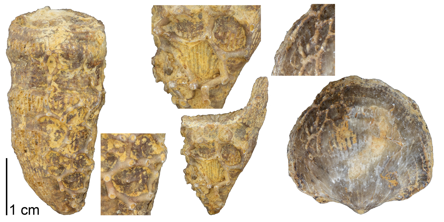 Fossil tabulate coral Aulopora saxivadum from the Devonian Hackberry Formation of Rockford, Iowa