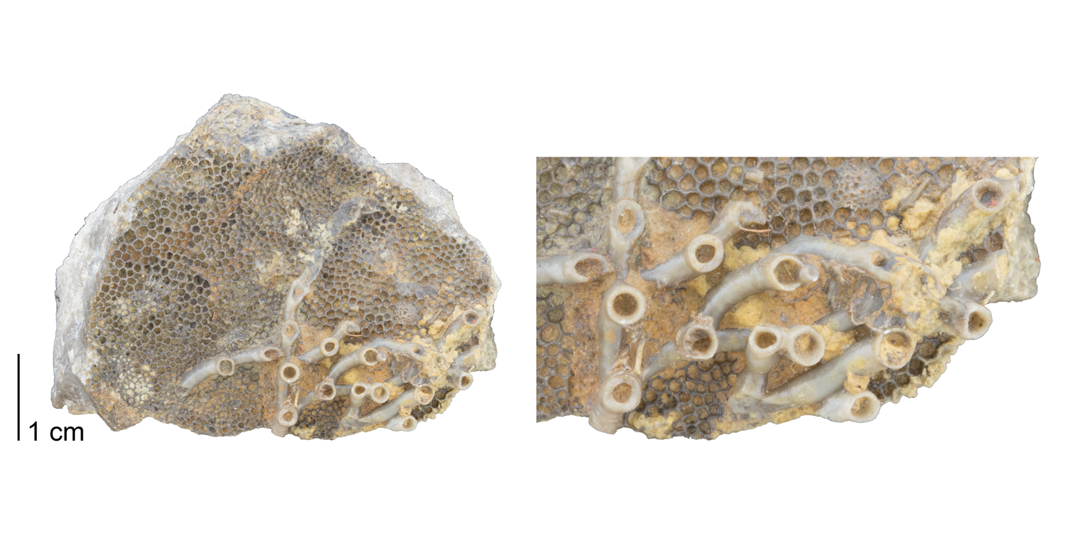 Fossil tabulate coral Aulopora sp. encrusting upon Favosites sp. Fossil is from the Devonian Ludlowville Fm. of East Bethany, New YorkFossil tabulate coral 