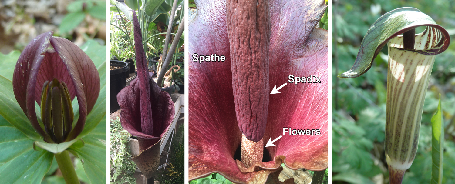 4-Panel figure of carrion and fungus mimicking flowers, left to right: toadshade, konjac (two pictures), and jack-in-the-pulpit.