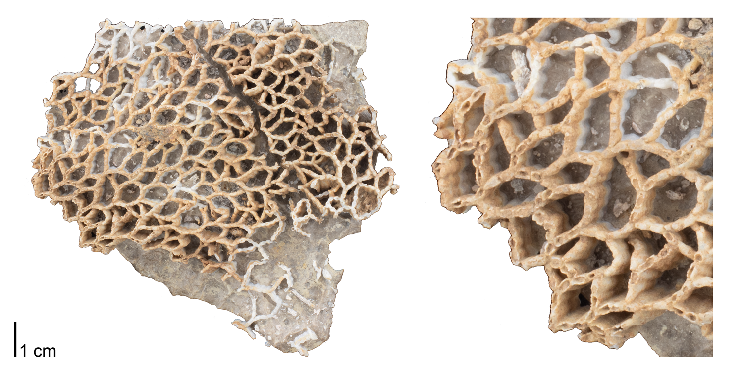 Fossil tabulate coral Catenipora micropora from the Silurian of Jefferson County, Kentucky 
