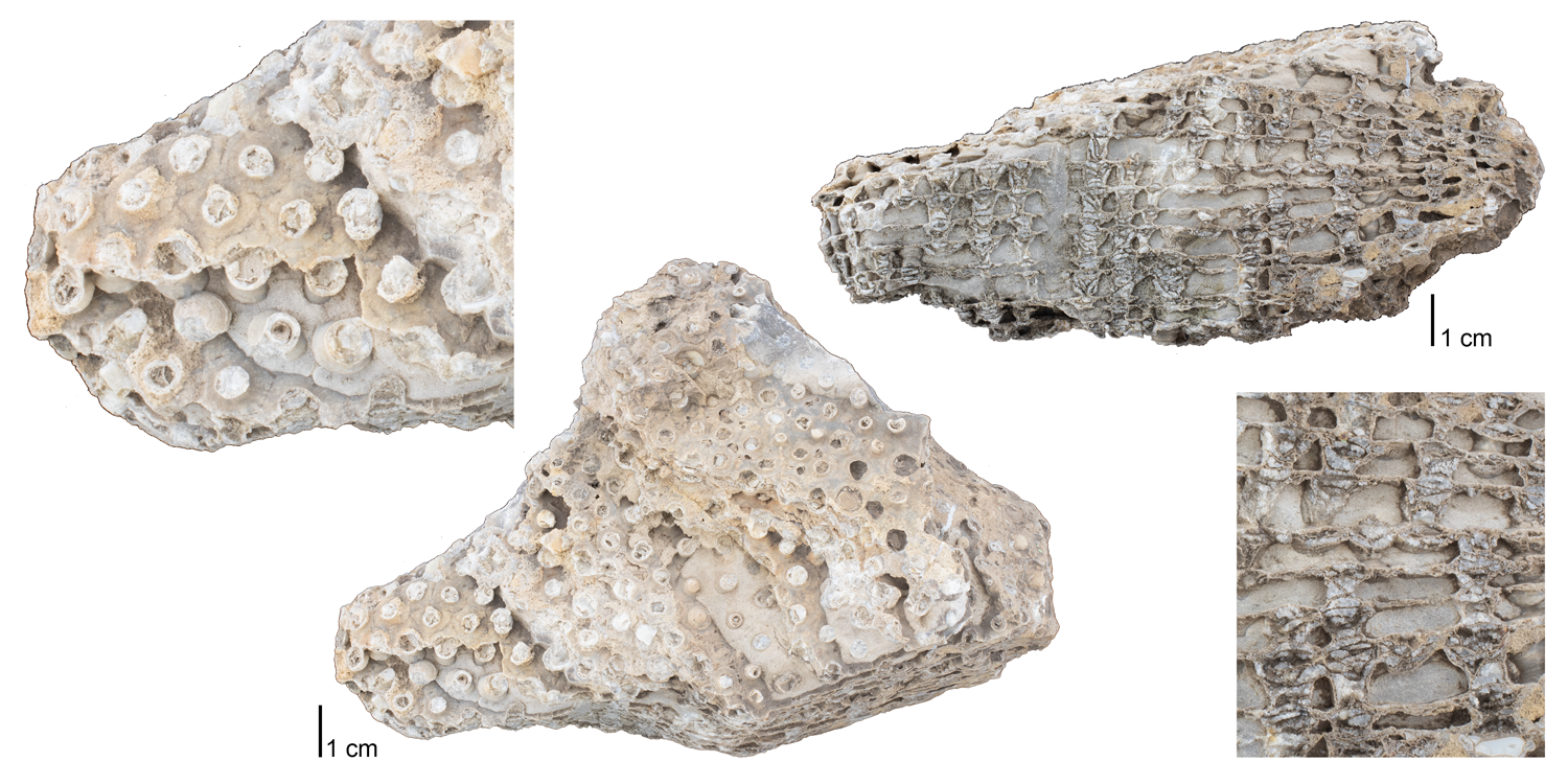 Fossil tabulate coral Chonostegites sp. from Niagara County, New York