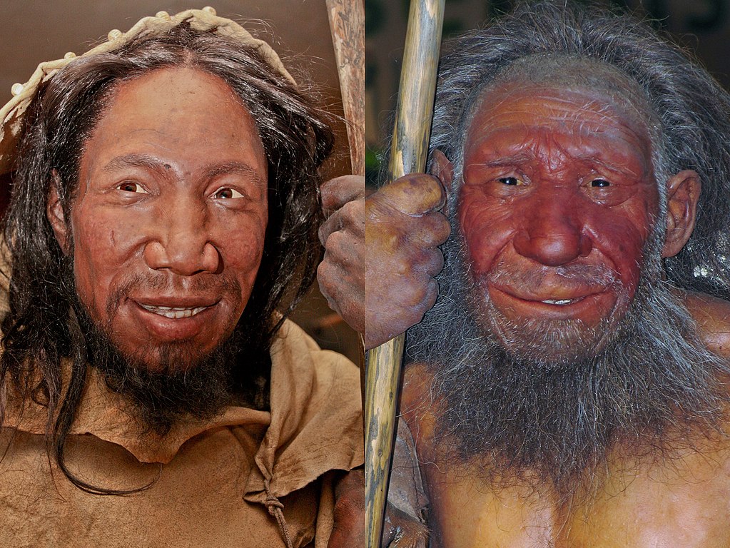Photograph showing reconstructions of the faces of ancient Homo sapiens (left) and Homo neanderthalensis (right). 