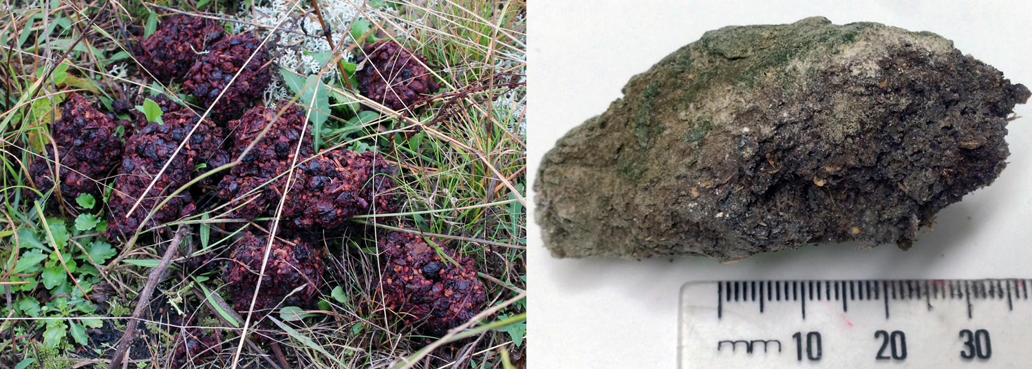 2-Panel figure: Left: Modern bear feces with seeds and bits of fruits. Right: Coprolite from an extinct moa.