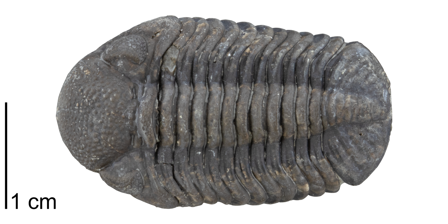 Eldredgeops (or, Phacops) rana from the Devonian Ludlowville Formation of Genesee County, New York (PRI 49811). Specimen is from the collections of the Paleontological Research Institution, Ithaca, New York. 