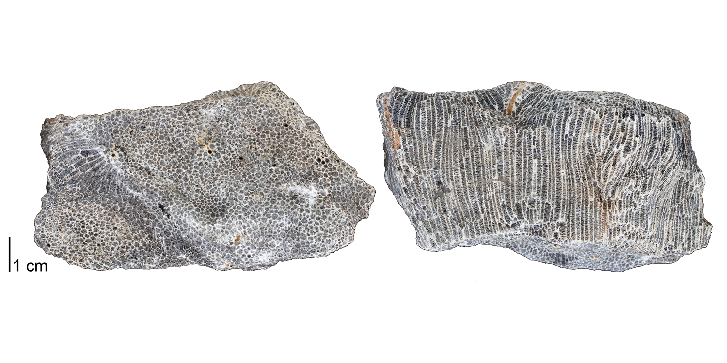 Fossil tabulate coral Emmonsia emmonsii from the Devonian Onondaga Limestone of Genesee County, New York