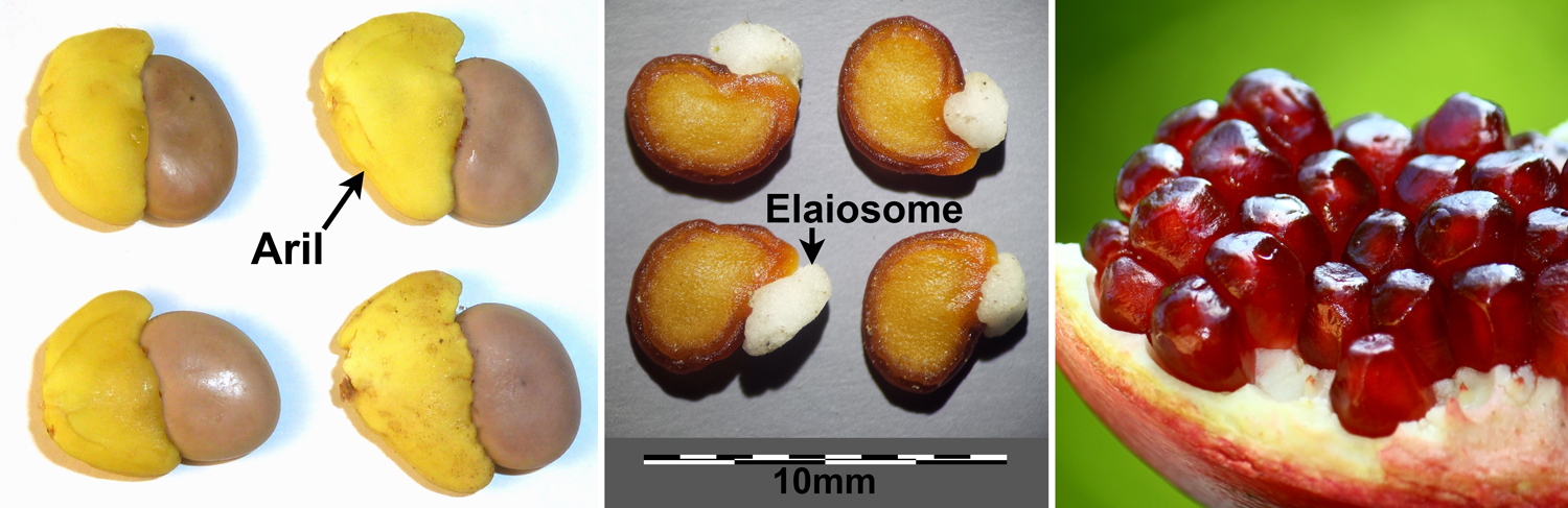 3-Panel figure: Left: Arillate seeds of 