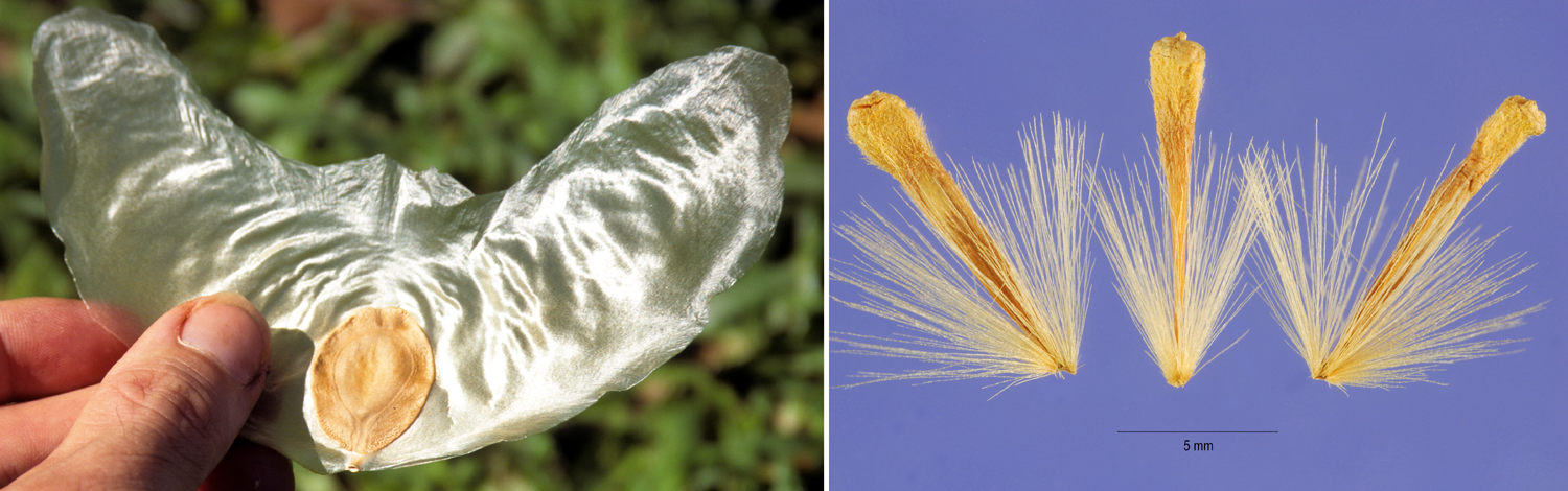 2-Panel figure: Left: Large, winged gliding seed of Javan cucumber. Right: Achenes of American sycamore with tufts of hairs.