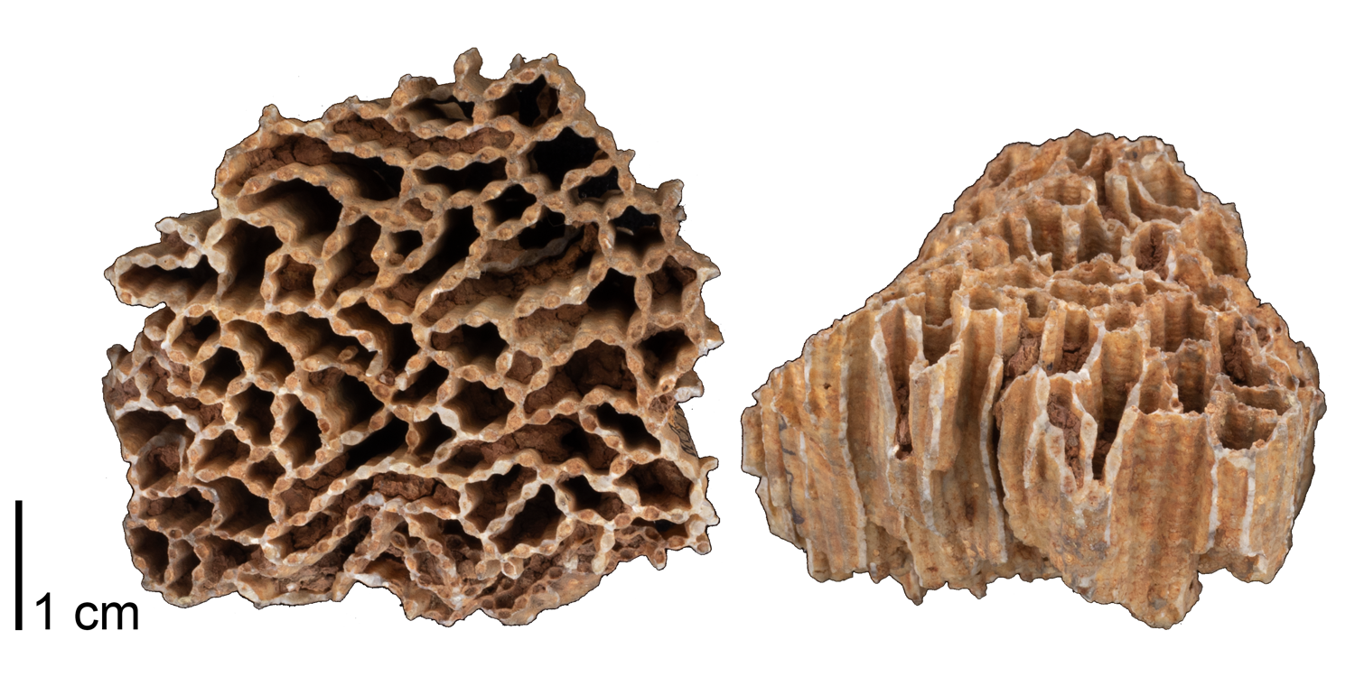 Fossil tabulate coral Halysites catenularia from the Silurian Niagara Group of Jefferson County, Kentucky