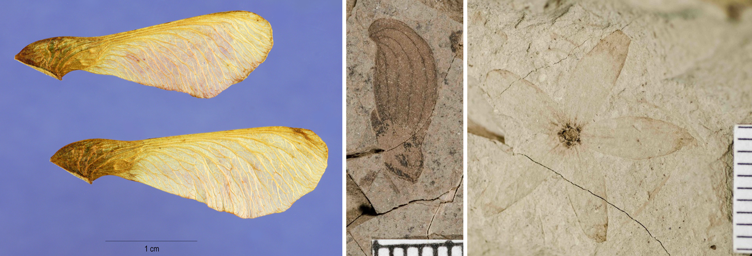 3-Panel figure showing winged fruits. Panel 1: Winged mericarps of Amur maple. Panel 2. Winged fruit of an extinct member of the elm family. Panel 3. Extinct, multi-winged helicopter fruit.