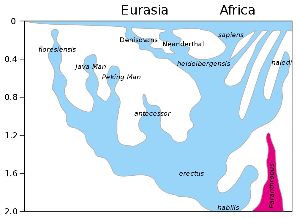 Cartoon showing the evolutionary history of the genus Homo (humans). Note that Neanderthals and Homo sapiens both apparently evolved from Homo heidelbergensis about 400,000 years ago.