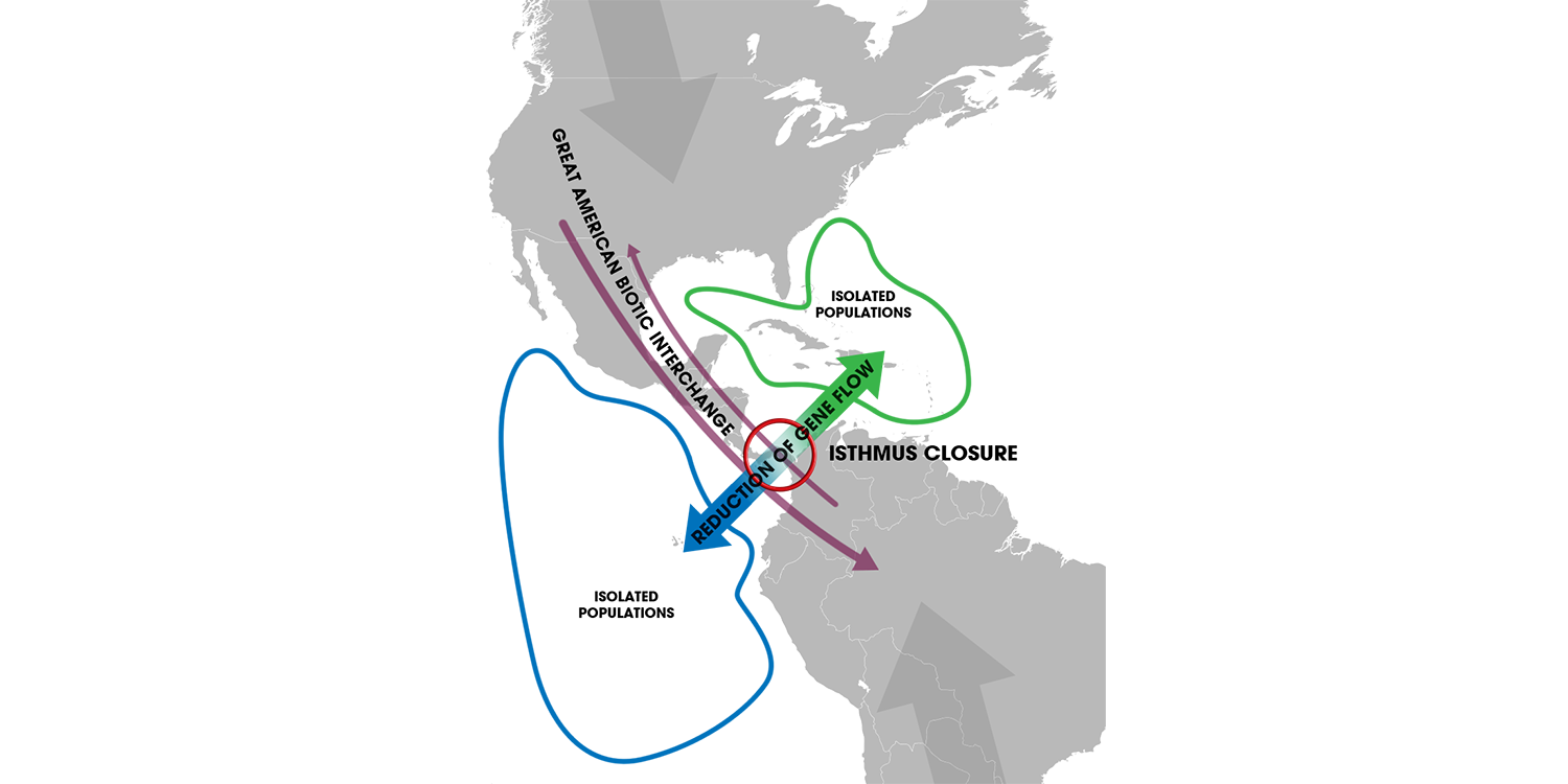 Map of North and South America. The formation of the Isthmus of Panama about 3 million years ago created a physical barrier that separated the eastern Pacific from the western Atlantic. This barrier for marine life became, however, a land bridge for terrestrial species. 