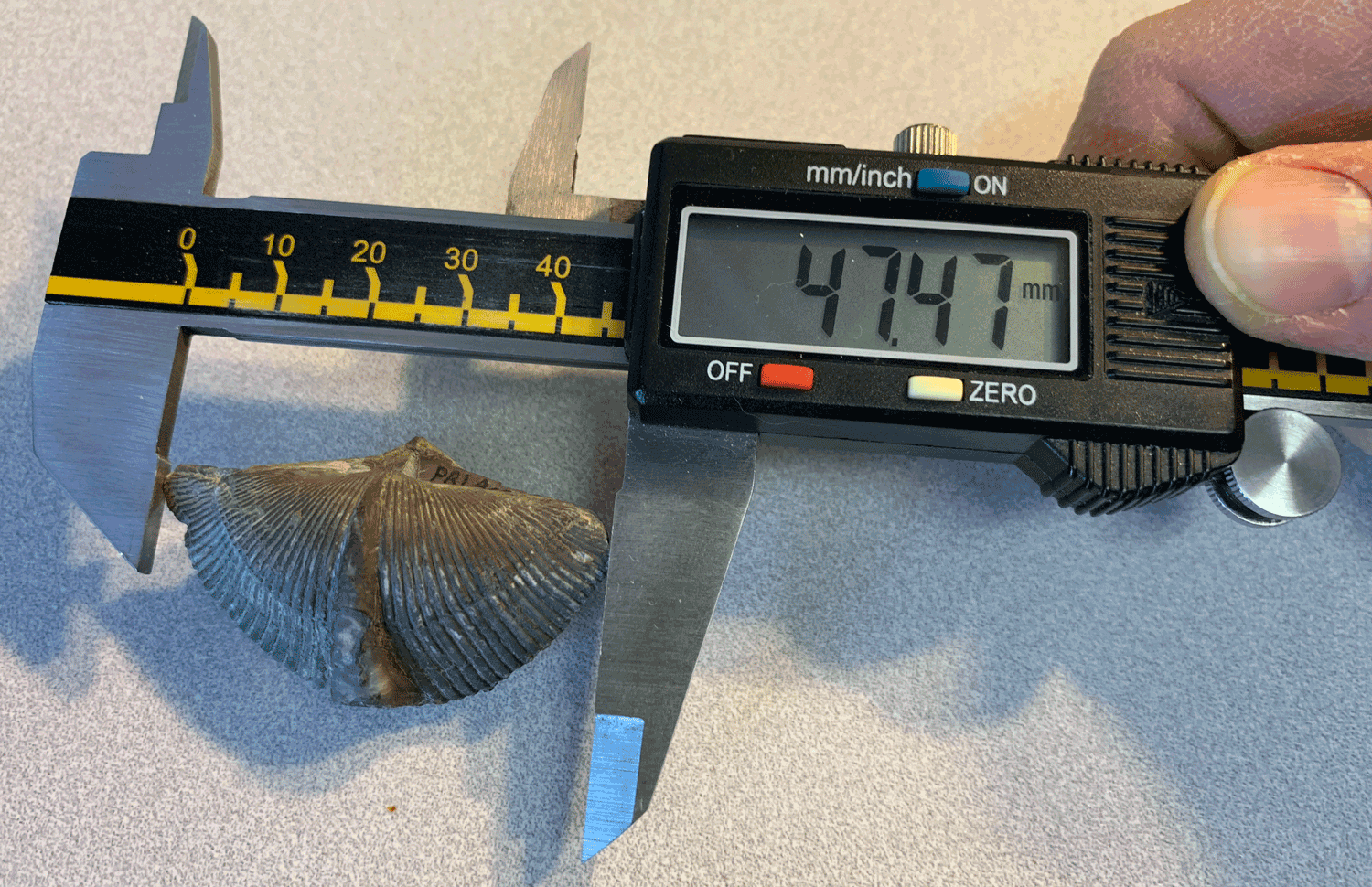 Example of a measurement being collected from a specimen of the brachiopod Mediospirifer audaculus using a digital calipers. Specimen is from the Middle Devonian Moscow Formation of Livingston County, New York (PRI 76830).