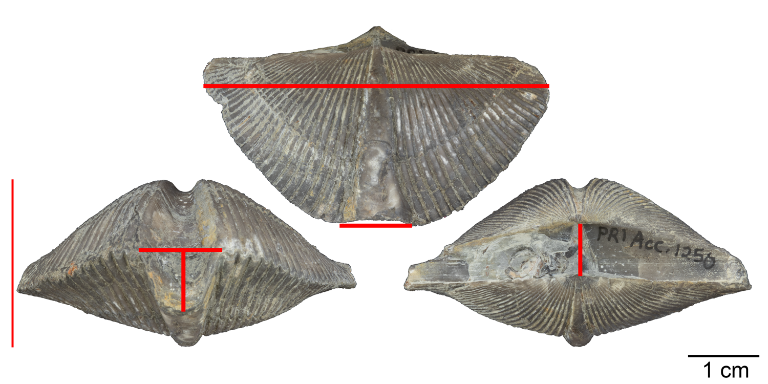 Examples of morphological measurements (red lines) collected from specimens of the brachiopod Mediospirifer audaculus as part of a study of stasis by Bruce Lieberman et al. (1995). Specimen shown is from the Middle Devonian Moscow Formation of Livingston County, New York (PRI 76830).
