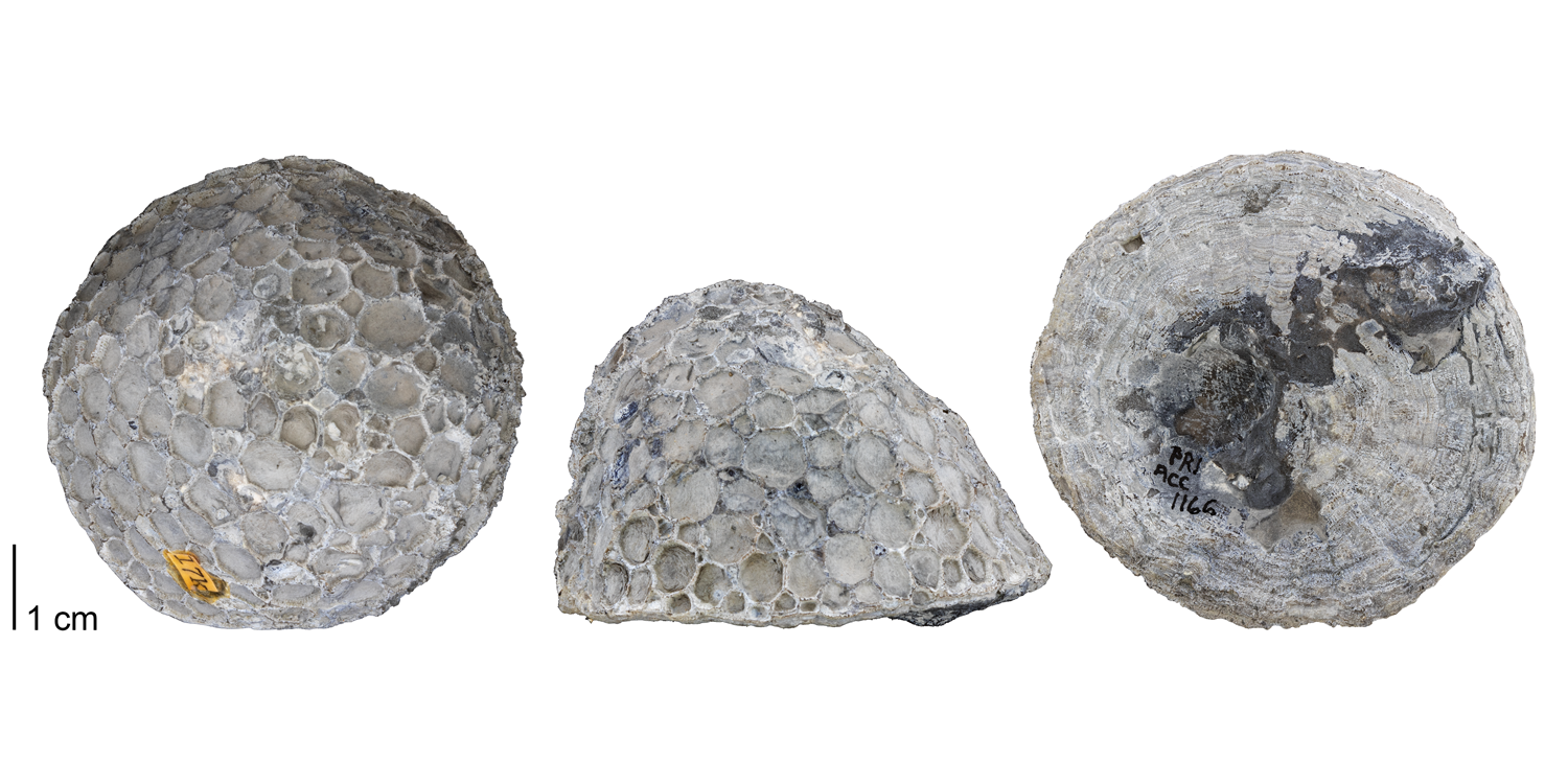 Fossil tabulate coral Pleurodictyum americanum from the Devonian Moscow Formation of Ontario County, New York