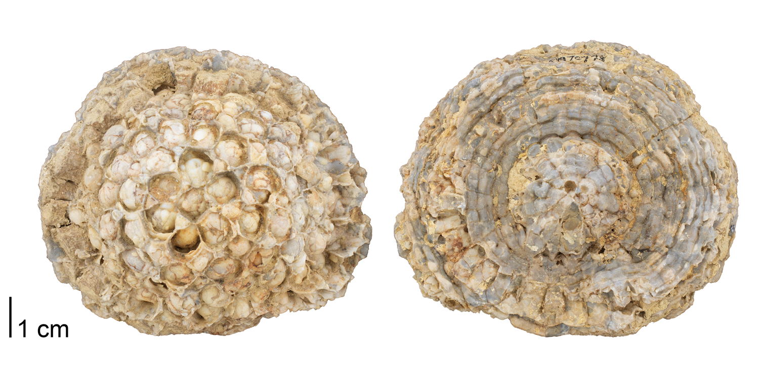Fossil tabulate coral Pleurodictyum sp. from the Devonian Onondaga Limestone of Ontario, Canada (PRI 70773). Specimen is from the collections of the Paleontological Research Institution, Ithaca, New York