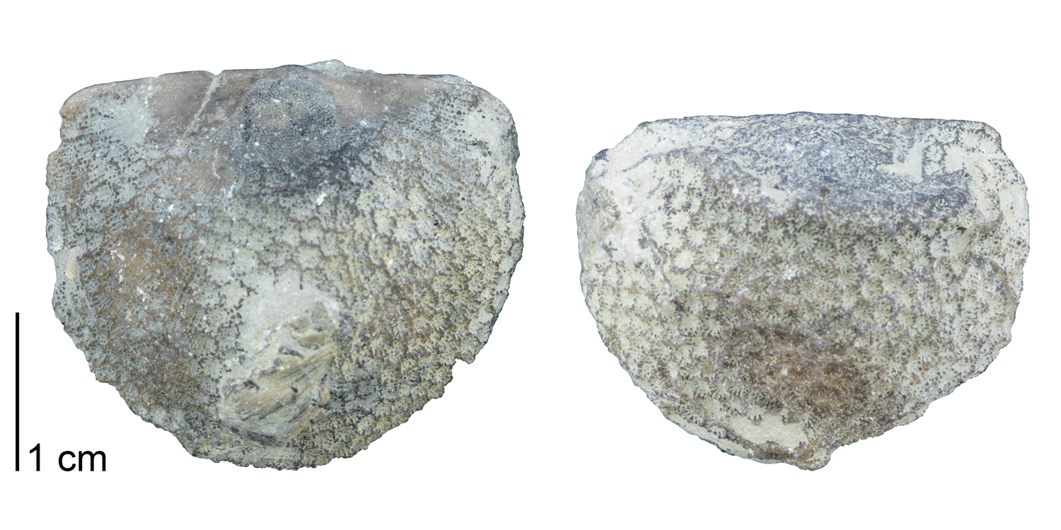 Fossil tabulate coral Protarea richmondensis encrusting upon brachiopod specimens. Fossils are from the Ordovician Richmond Group of Oxford, Ohio