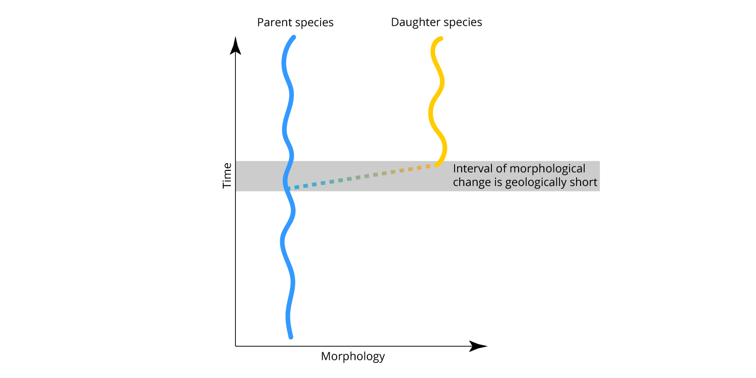 Eldredge and Gould's model of punctuated equilibrium. Note that the interval of speciation (and morphological change) is geologically short (or, punctuated). After species originate, they do not change significantly (i.e., equilibrium or stasis).