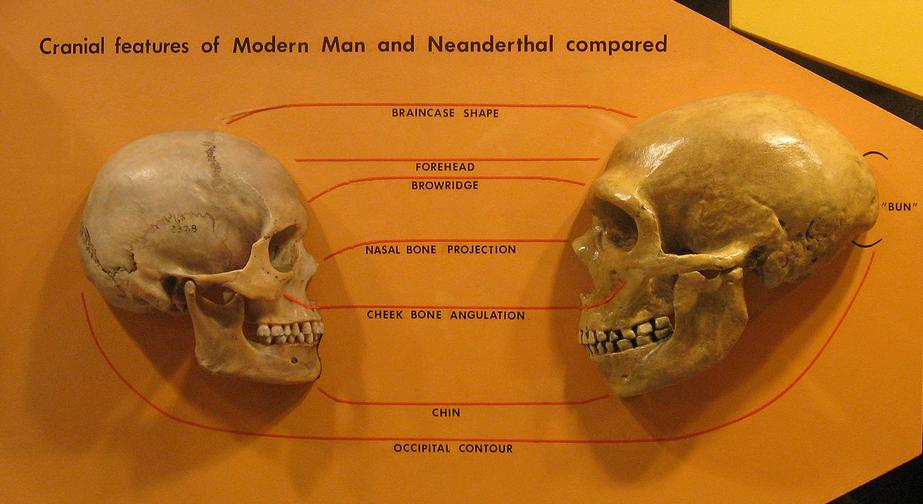 Photograph showing a comparison of the skulls of Homo sapiens and Homo neanderthalensis. 
