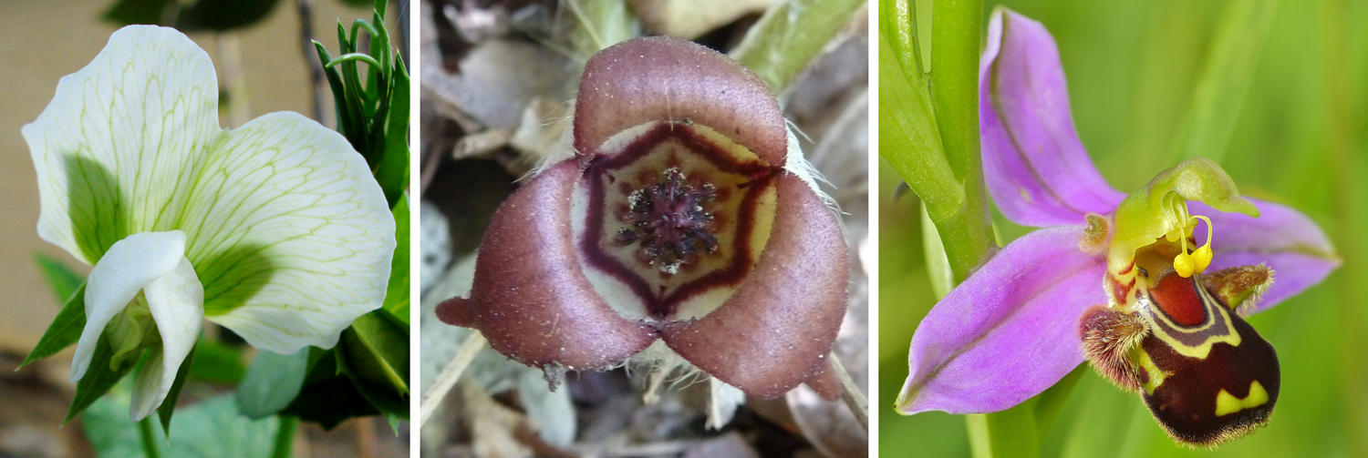 3-panel figure of self-pollinating flowers, left to right: garden pea, wild ginger, and bee orchid.