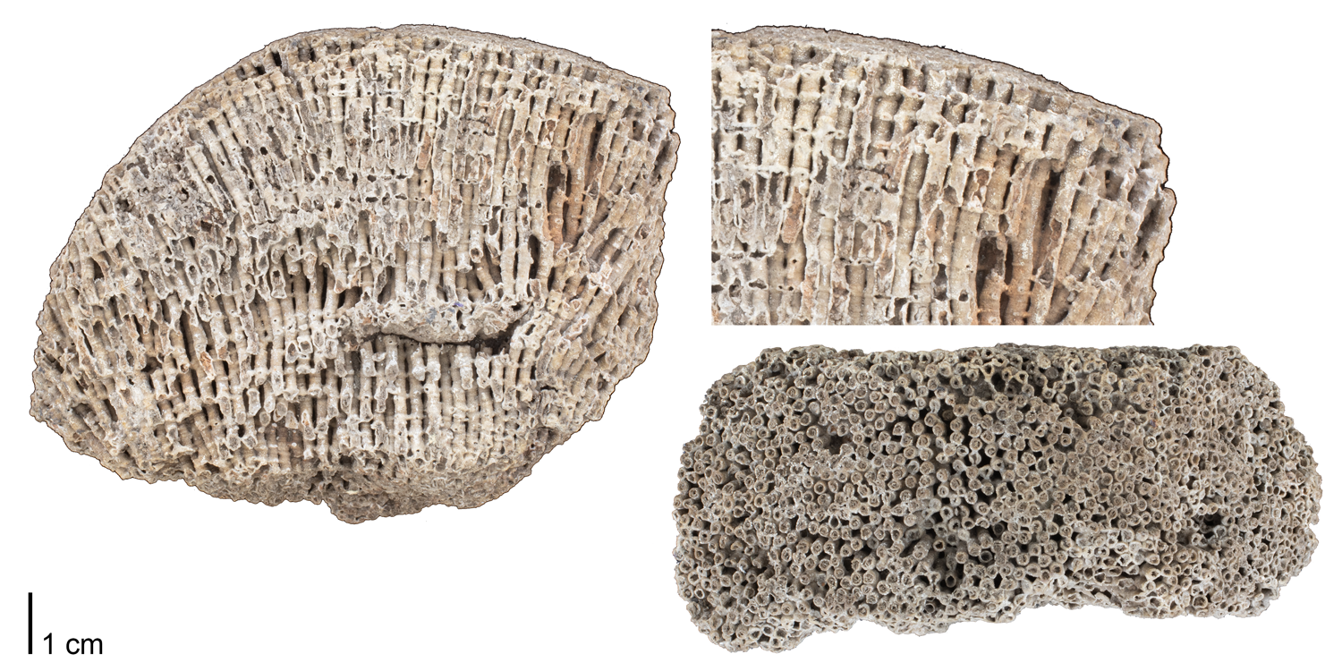 Fossil tabulate coral Syringopora geniculata from the Lower Carboniferous (Mississippian) of Derbyshire, England